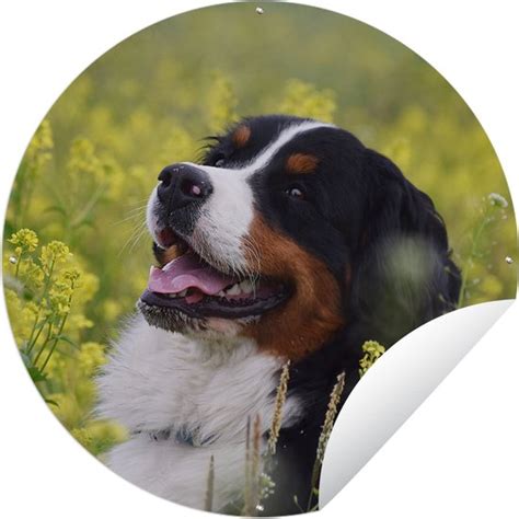 Tuincirkel Een Berner Sennenhond Tussen De Gele Bloemen 90x90 Cm