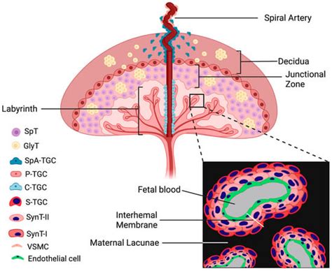 Nutrients Free Full Text Trophoblast Differentiation Mechanisms