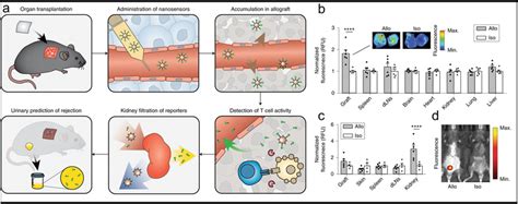 The Realtime Monitoring Of Granzyme B Through Molecularimagingguided