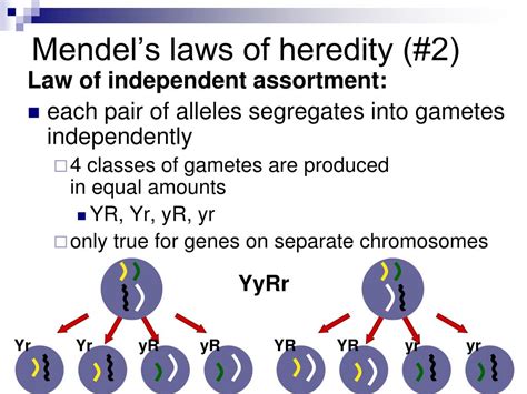 PPT - Mendel, Genes, and Inheritance PowerPoint Presentation, free ...