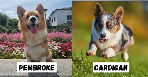 There Are Only 2 OFFICIAL Corgi Types: Pembroke & Cardigan!