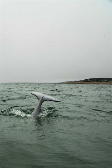 All About Beluga Whales - Churchill Northern Studies Centre