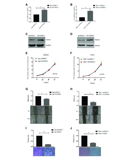 Overexpression Of Fndc Inhibited Invasion And Migration Of Gastric