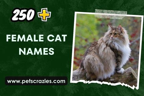 250+ Female Cat Names (Inspiration Guide)