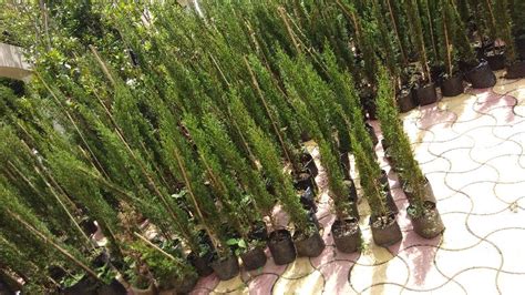 Pencil Pine Tree at Rs 170 in Nagaon - ID: 2765253 | Nazmin Nursery