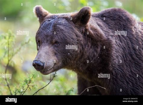 Brown Bear in Finland Forest Stock Photo - Alamy