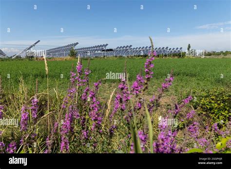 Agrivolt Icos O Agrofotovoltaicos Est N Codesarrollando La Misma