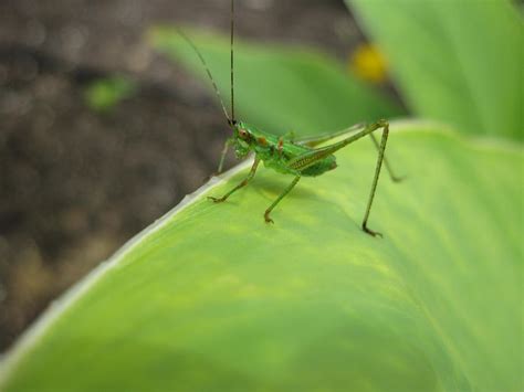 Baby Grasshopper by SpeepBerry on DeviantArt