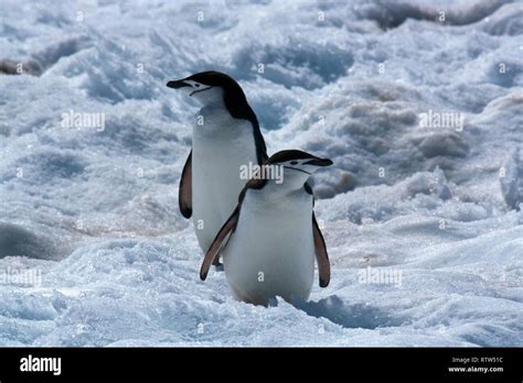 Antarctica chinstrap penguins Stock Photo - Alamy