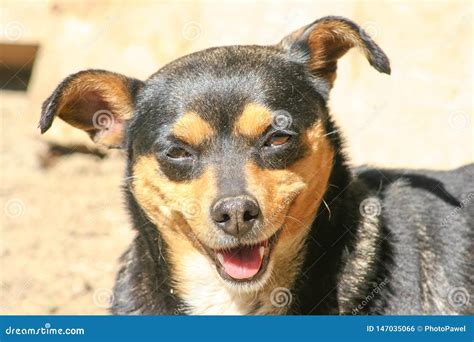 Dog Smile And Happy In Sunny Day Stock Photo Image Of Happy Funny