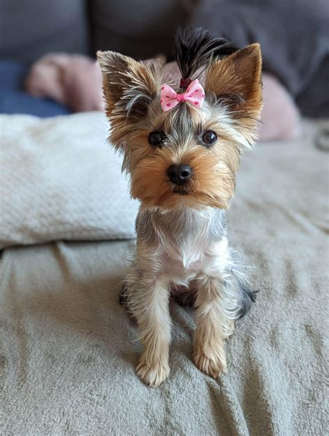 Stella Turned 6 Months Old Today R Yorkies