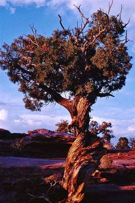 Desert Conifer At Deadhorse Point State Park Utah Photography By