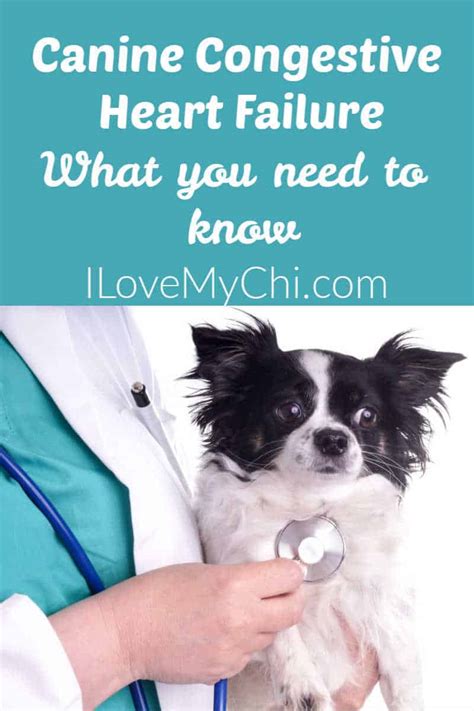 What you need to know about Congestive Heart Failure in Dogs - I Love ...