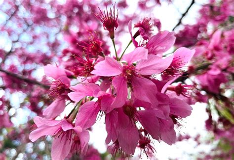 粉紅風暴〜雲林古坑草嶺「石壁美人谷」瞬間成粉紅仙境 滿山滿谷櫻花盛開9成 3周湧入超過40萬遊客上山賞櫻！ 台灣華報