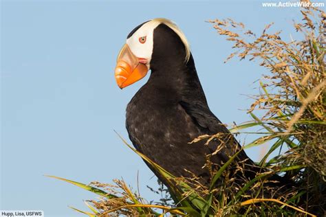 Weird Birds Pictures & Facts – The World's Strangest Bird Species