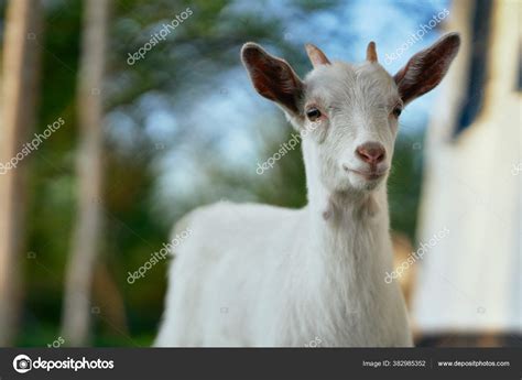 Cute Little Baby Goat Farm — Stock Photo © ShotStudio #382985352