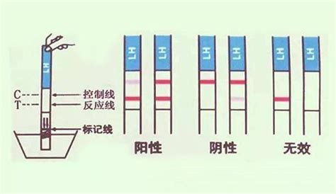 备孕小知识：什么是排卵期和安全期？ 知乎