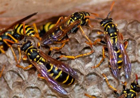 European Paper Wasp Nest Polistes Dominula Bugguide Net