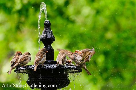 Water for Birds and Wildlife Gardens