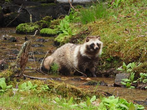 japanese raccoon dog habitat behavior wildlife  japan
