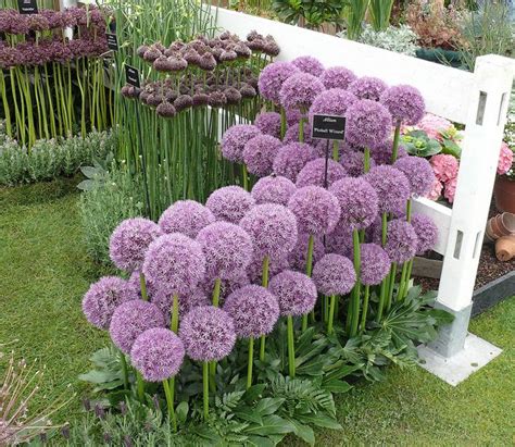 Allium-Pinball Wizard | Purple flowers garden, Allium flowers, Plants