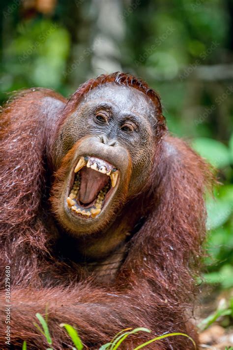 Orangutan With Open Mouth Orangutan Yawns Widely Having Opened A