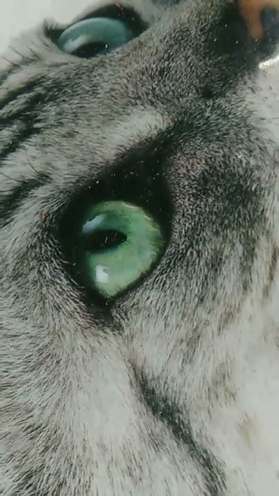 bola mata kucing mirip batu akikkucing youtube
