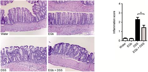 EGb Ameliorates DSS Induced Colitis A H E Stained Tissue Sections Of