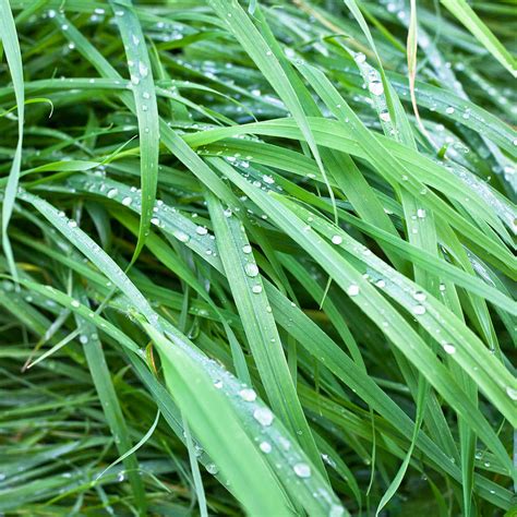 Wet Grass Photograph By Tom Gowanlock