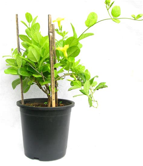 Flowering Plants