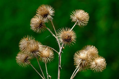 Burdock Wild Plant Faded Free Photo On Pixabay Pixabay