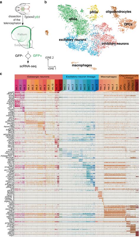 Reconstruction Of Macroglia And Adult Neurogenesis Evolution Through