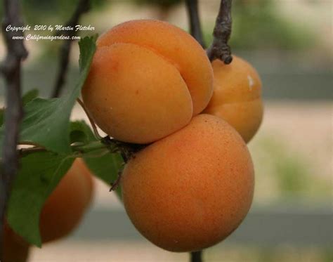 Blenheim Royal Apricot California Gardens