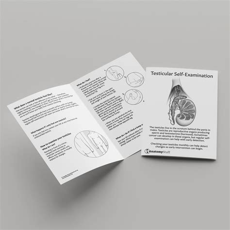 Testicular Self Examination Pamphlet Anatomystuff