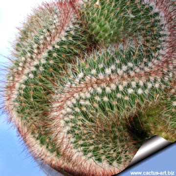 Mammillaria Spinosissima Var Rubrispina Cristata