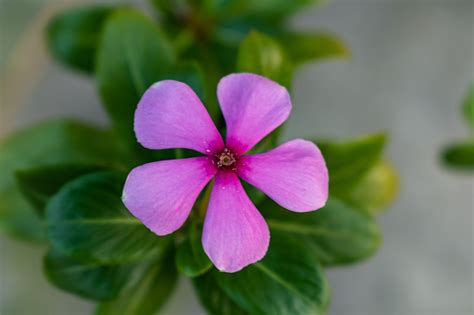 Periwinkle Nature Flower Free Photo On Pixabay Pixabay