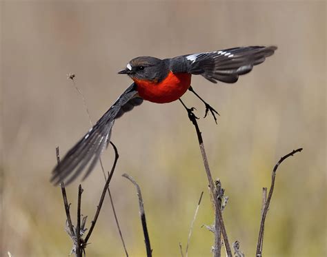 Flame Robin - Male Photograph by Narelle Duncan - Fine Art America