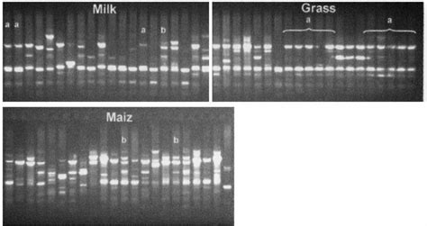 Pcr Rapd Fingerprinting Of Bacillus Spp Isolated From Grass Silage