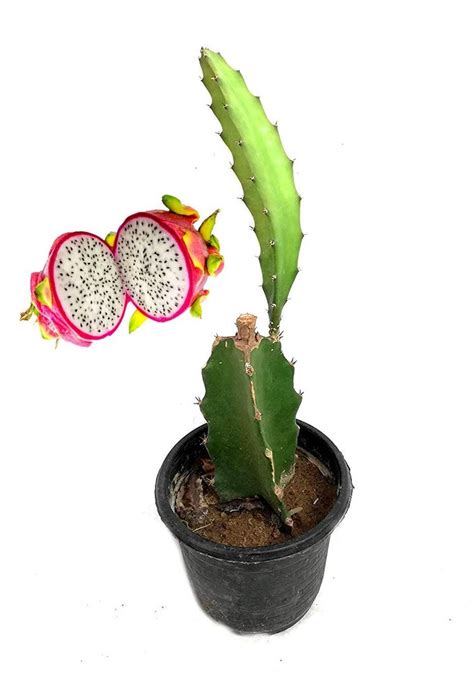 White Full Sun Exposure Dragon Fruit Plant Kamalam Plant Pitaya