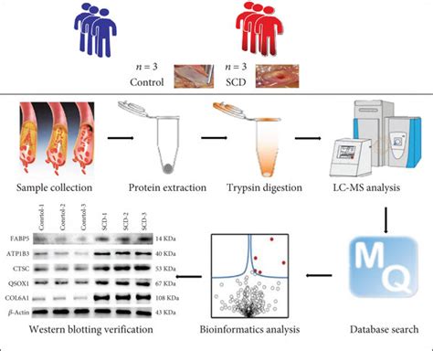 Experimental Workflow Of Quantitative Proteomic Analysis Of Human Left Download Scientific