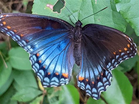 Red Spotted Purple (still don't understand this common name, but love