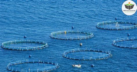 Curso Rápido grátis de Curso de noções de aquicultura