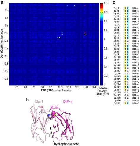 Figures And Data In Molecular Basis Of Synaptic Specificity By