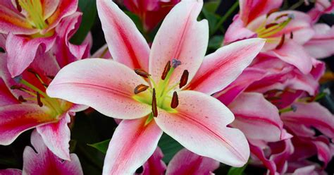 Lily Flower Lilium Spp Growing Guides Tips And Information