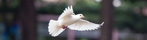 10 Essential Dove Facts About These Gentle Birds