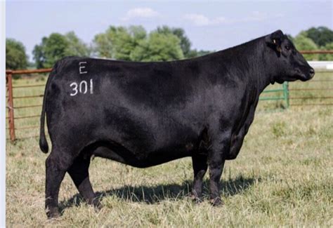 Angus Embryos For Sale Sb10 2652 Sire Buyer