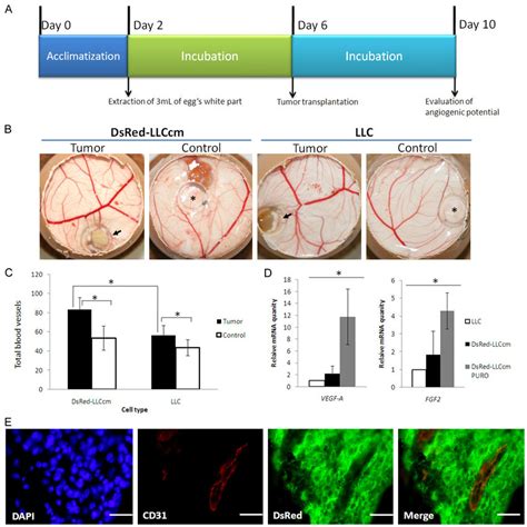 Angiogenic Properties Of Dsred Llccm Cells A Experimental Scheme Of