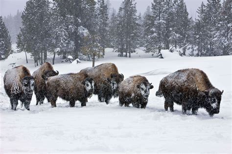 How Yellowstone's Wildlife Adapts to Winter