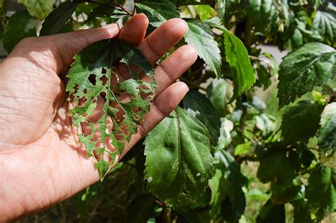 Is My Hibiscus Dead Or Dormant Signs To Look For House Grail