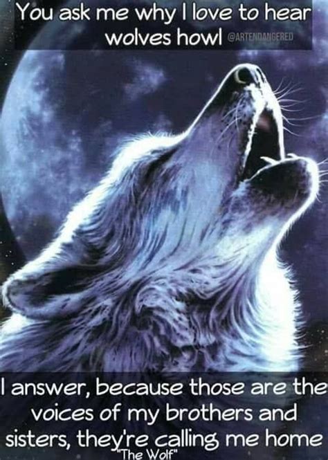 Pin Van Henk Sparreboom Op Wolf Sayings And Wolf Wisdom En Wolves Quotes